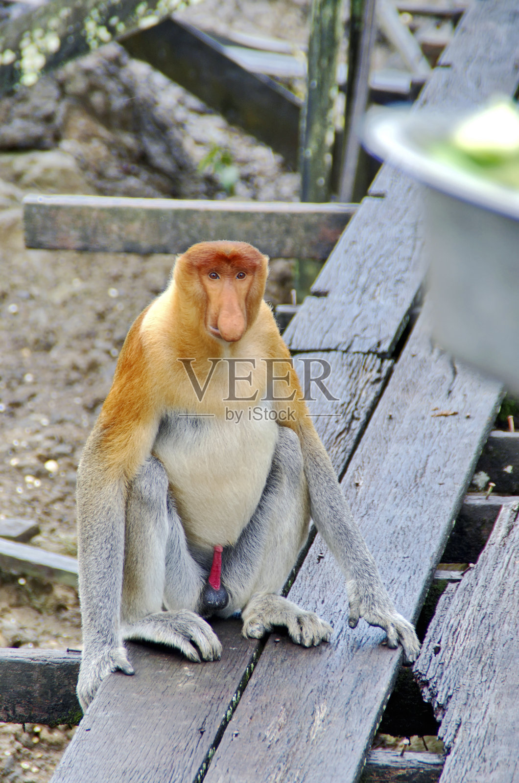 马来西亚婆罗洲岛特有的长鼻猴照片摄影图片