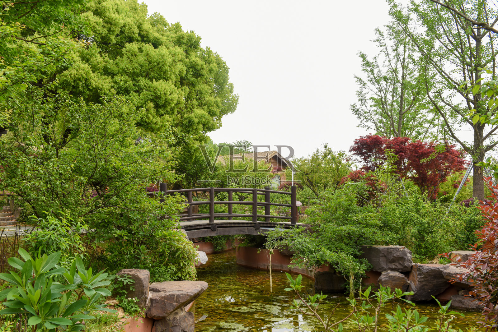 美丽的中国花园，绿树环绕着一个池塘和一座木制拱桥。照片摄影图片