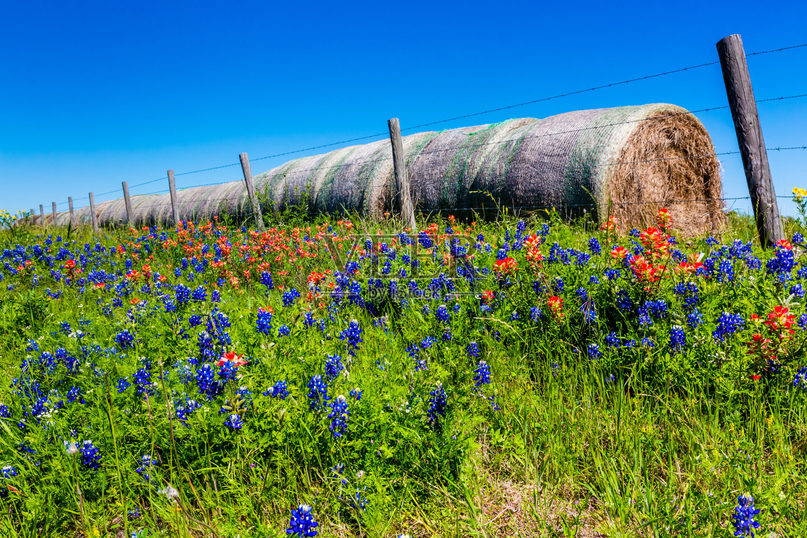 有篱笆和圆形干草捆的草地和新鲜的德州野花照片摄影图片