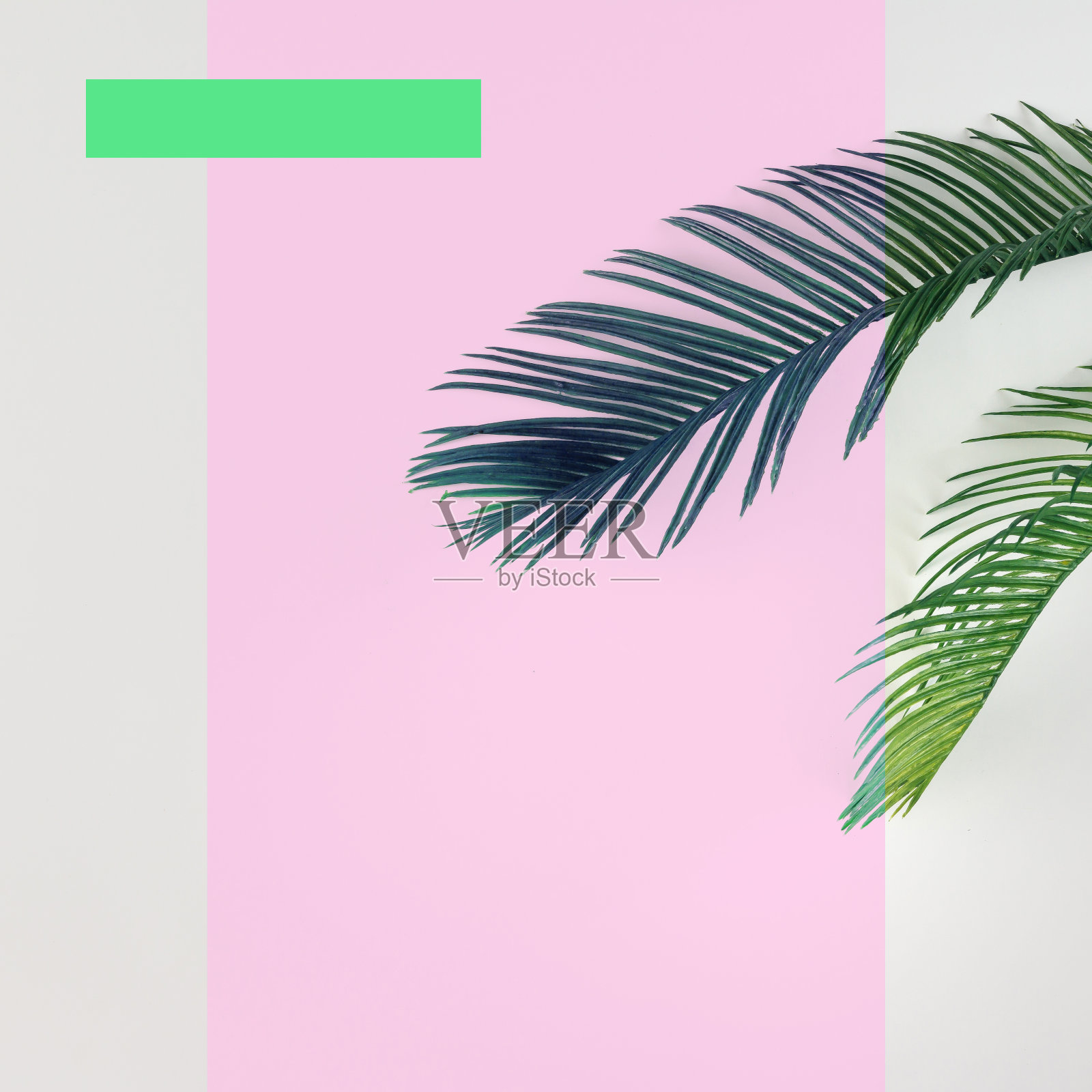 明亮背景上的热带棕榈叶。夏季最小的概念。平的。照片摄影图片