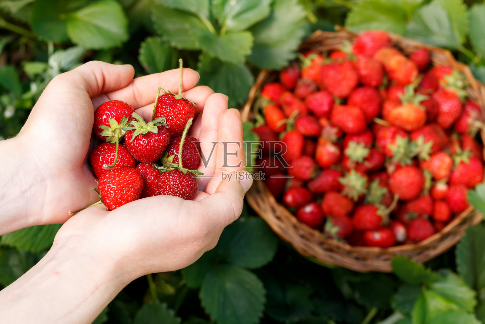 新鲜的草莓特写镜头。女孩手里拿着草莓，篮子里放着浆果照片摄影图片