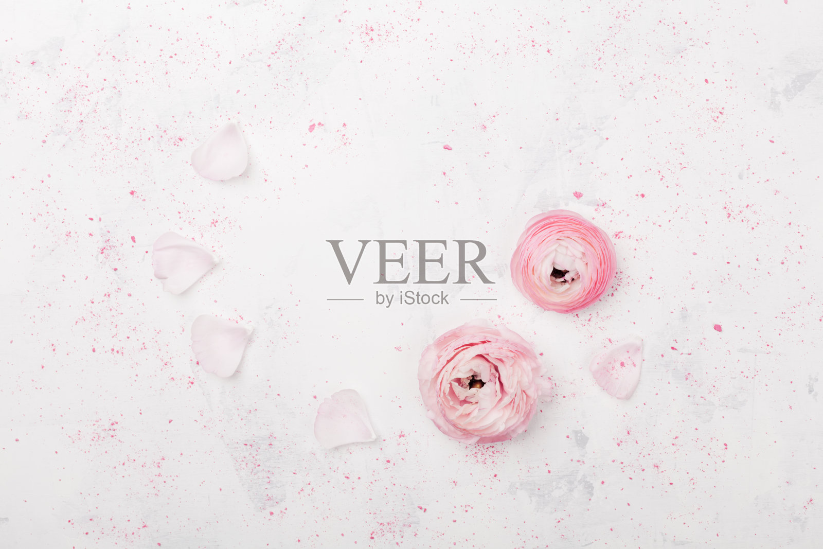 美丽的粉红色毛茛花在白色桌子上方的视图。粉彩的花边。婚礼的模型。平的。照片摄影图片