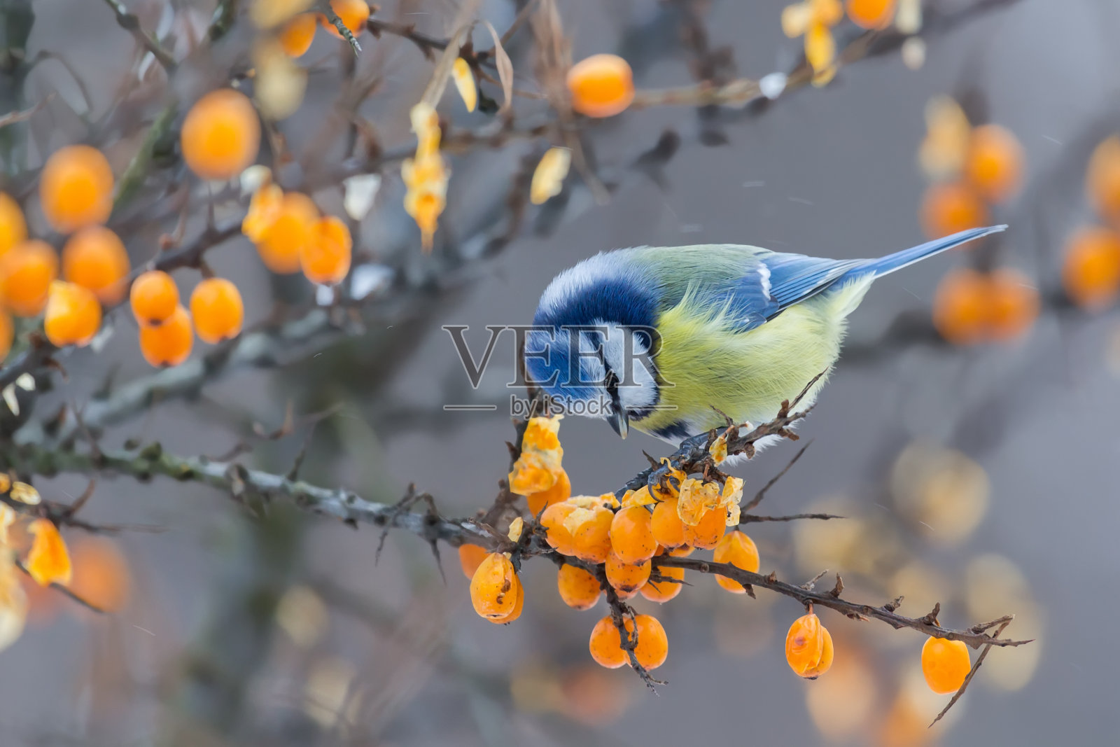 蓝色山雀坐在沙棘和啄食浆果的树枝上照片摄影图片