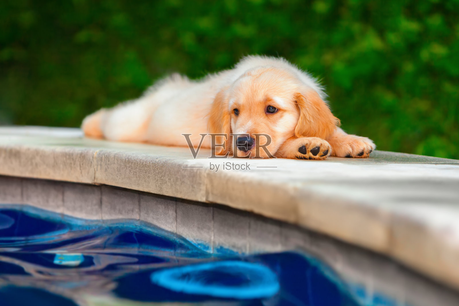 有趣的金毛猎犬拉布拉多小狗躺在泳池边照片摄影图片