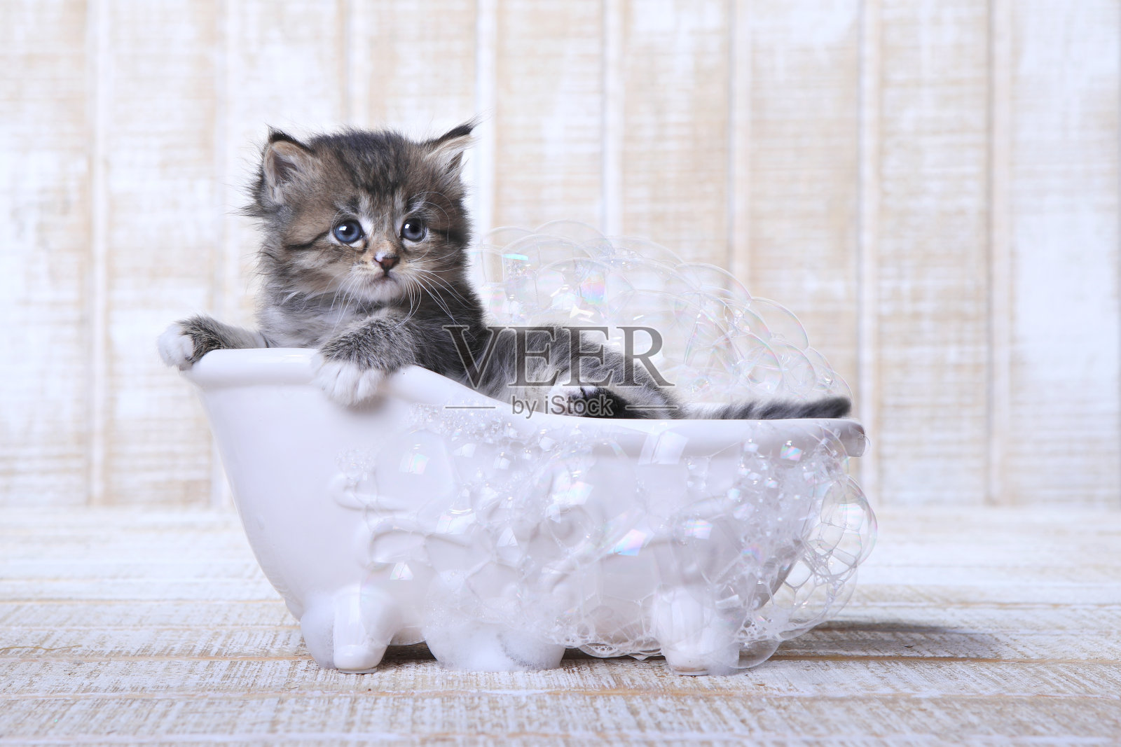 泡泡浴缸里的小猫照片摄影图片