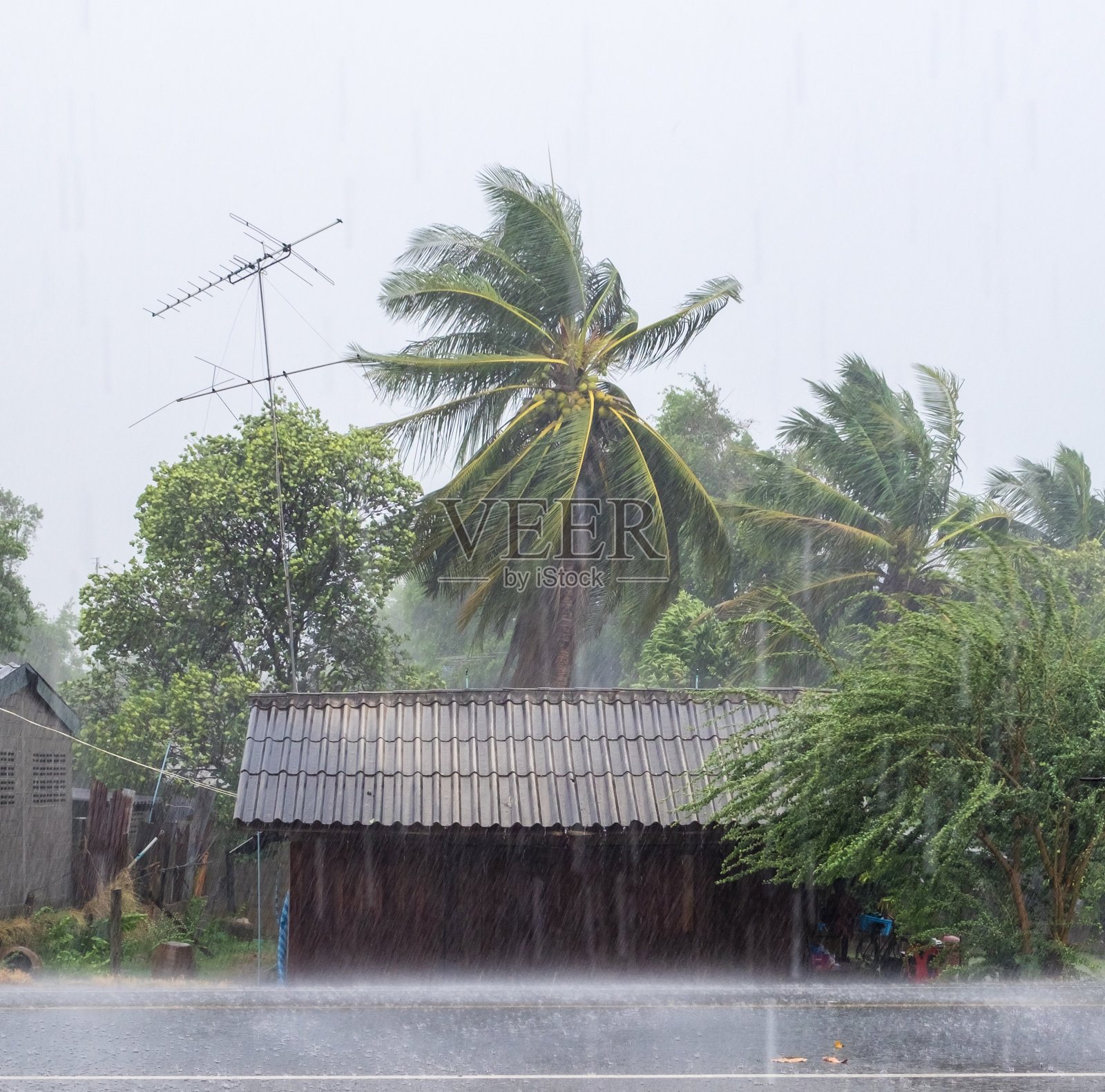 家木在乡村，狂风骤雨照片摄影图片