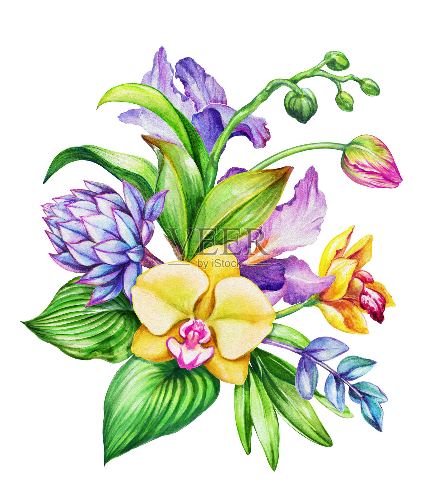 水彩花卉插图，异国情调的自然，热带花束，兰花，绿叶，孤立在白色的背景设计元素图片