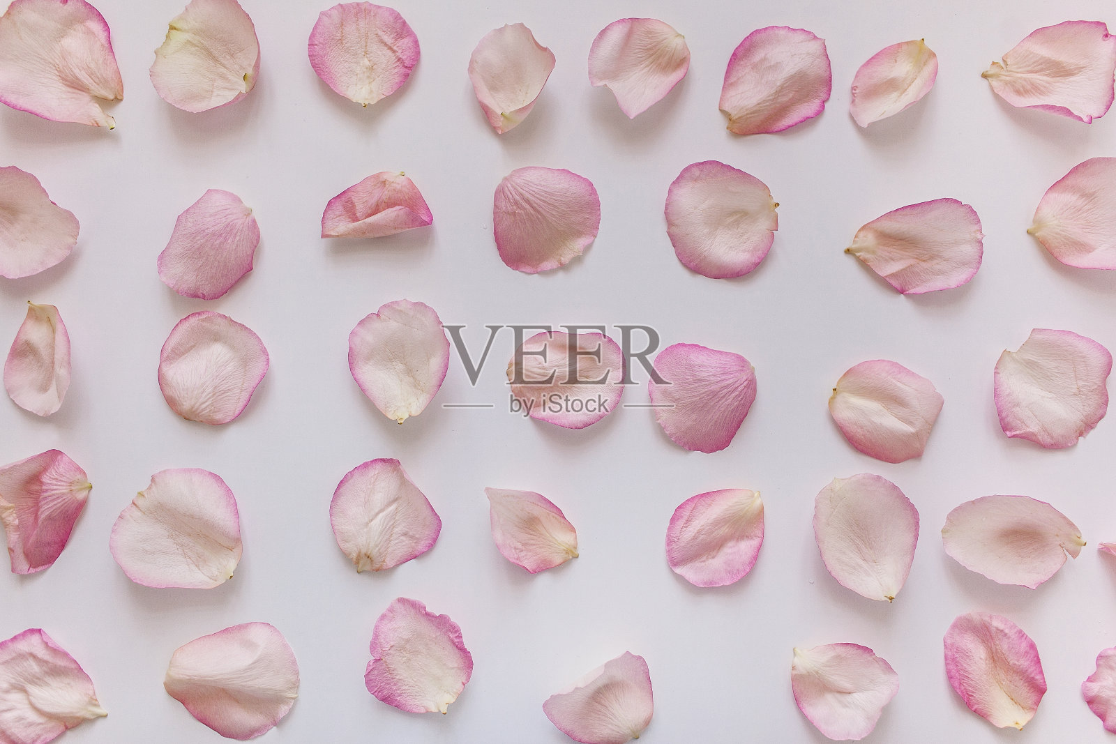 花卉图案，粉色玫瑰花瓣在白色的背景，浪漫的背景，玫瑰花瓣的背景照片摄影图片