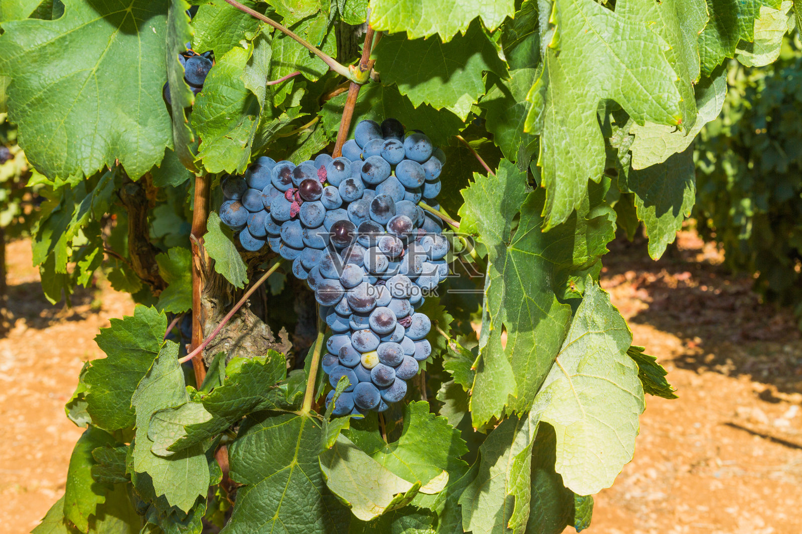葡萄藤与多汁成熟的红葡萄酒葡萄照片摄影图片