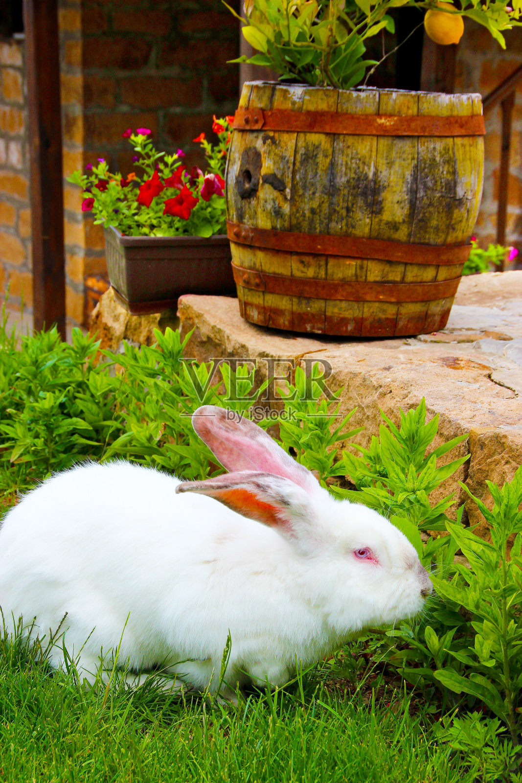 白化兔在花园里进食照片摄影图片