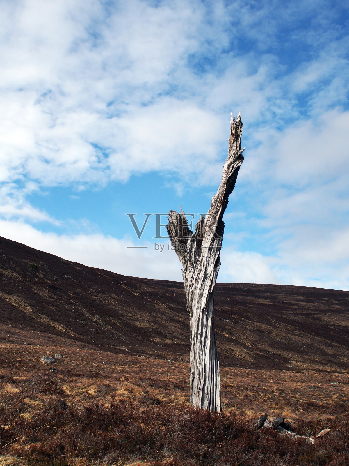 苏格兰高地上一棵孤独的枯树照片摄影图片