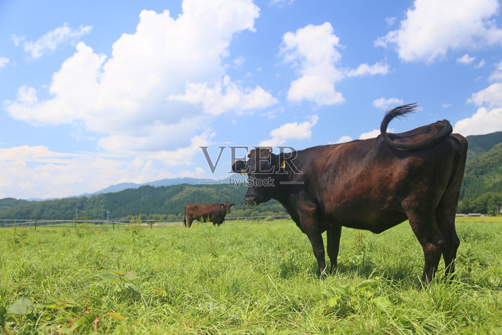 Kuroge Wagyu top cow 前森 plateau照片摄影图片