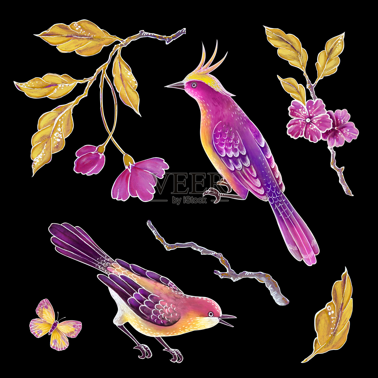 装饰鸟，鸣禽插图，蝴蝶，花和叶子，异国情调的自然剪辑艺术设置，花卉设计元素孤立在黑色的背景设计元素图片