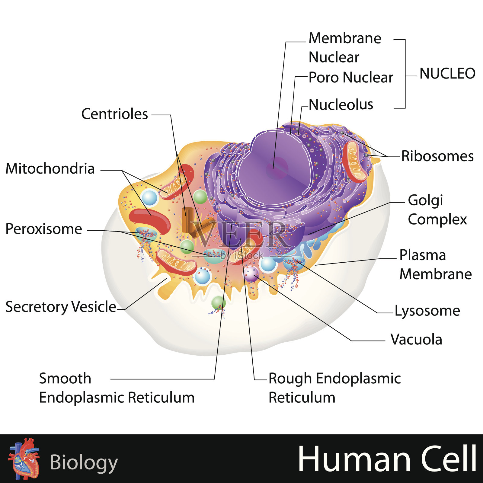 人类细胞插画图片素材