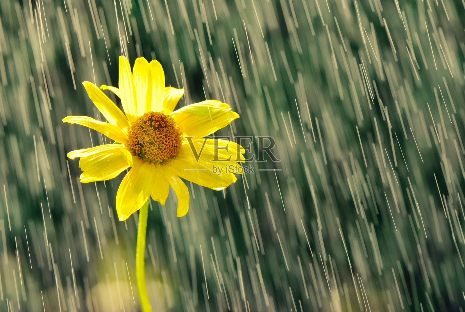 黄花在雨滴中。照片摄影图片