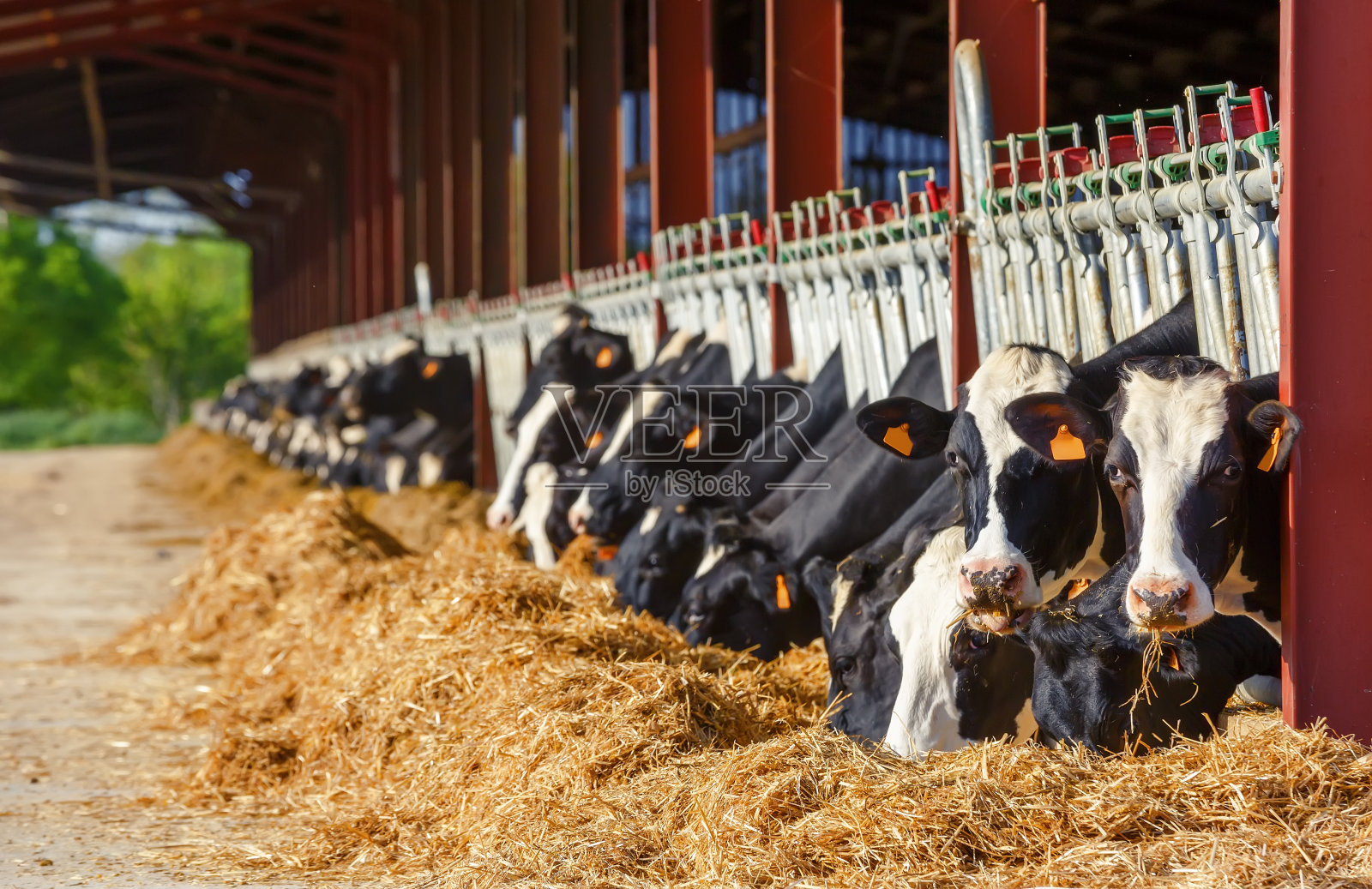 大量的荷斯坦奶牛在牛奶生产农场里吃奶照片摄影图片