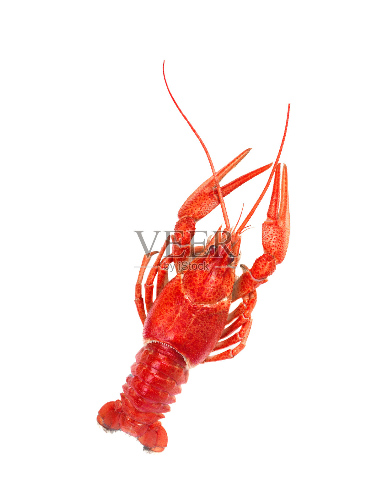 新鲜的煮红小龙虾孤立在白色的背景。俯视图照片摄影图片