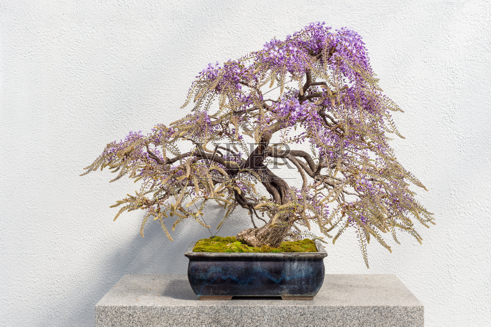 盛开的日本紫藤盆景照片摄影图片