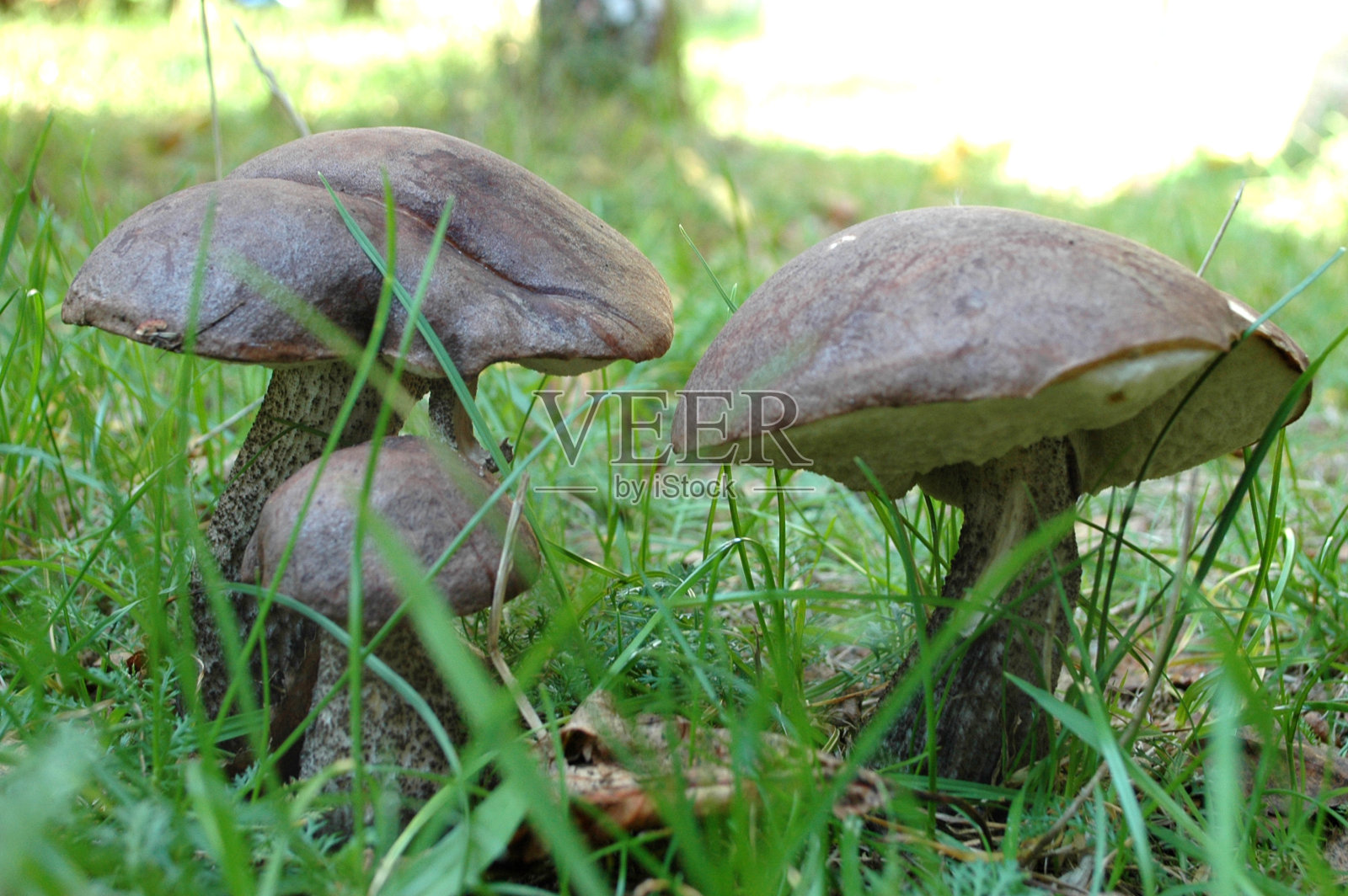 桦树牛肝菌菇照片摄影图片