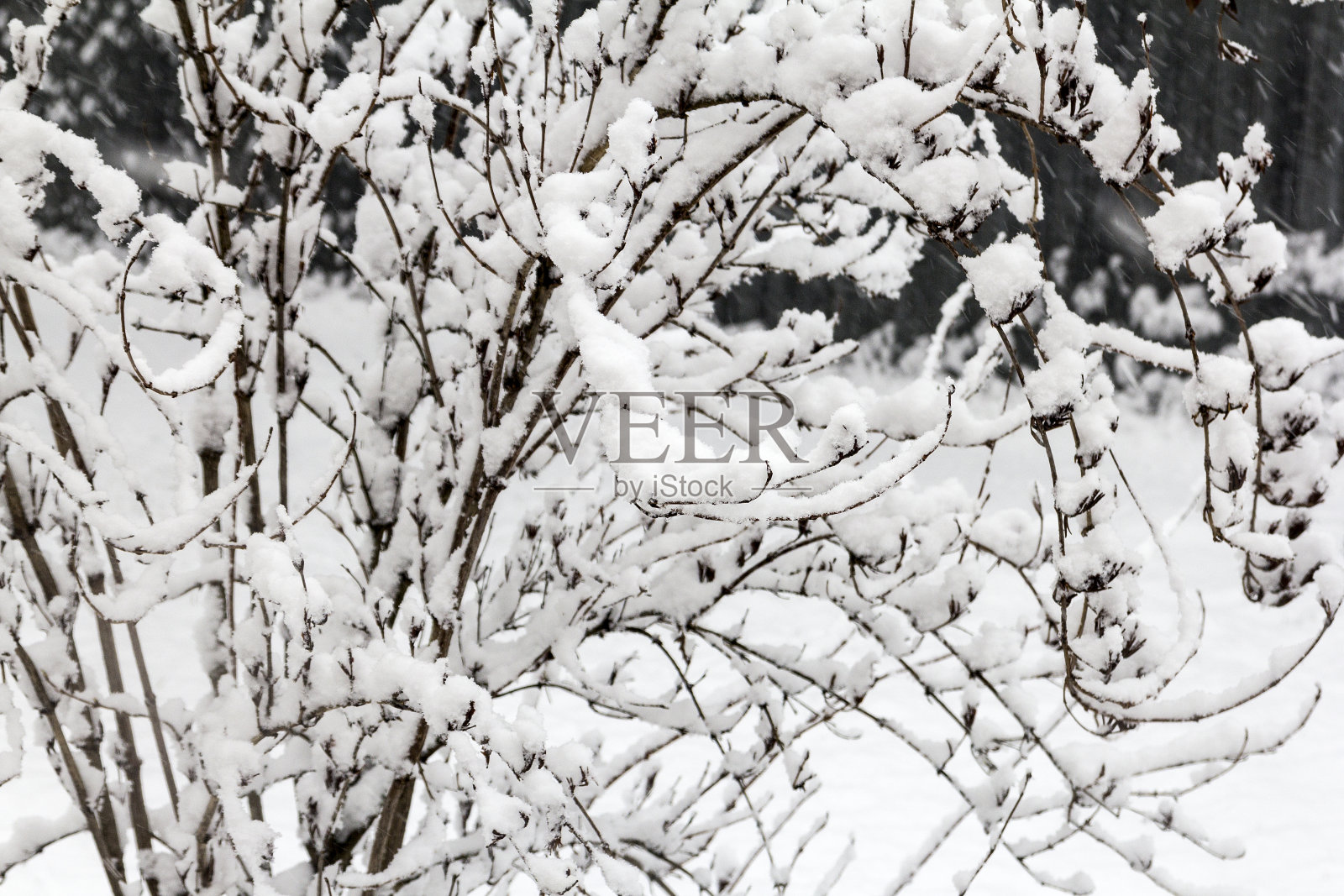 冬天的风景。树枝下的毛绒绒的雪照片摄影图片