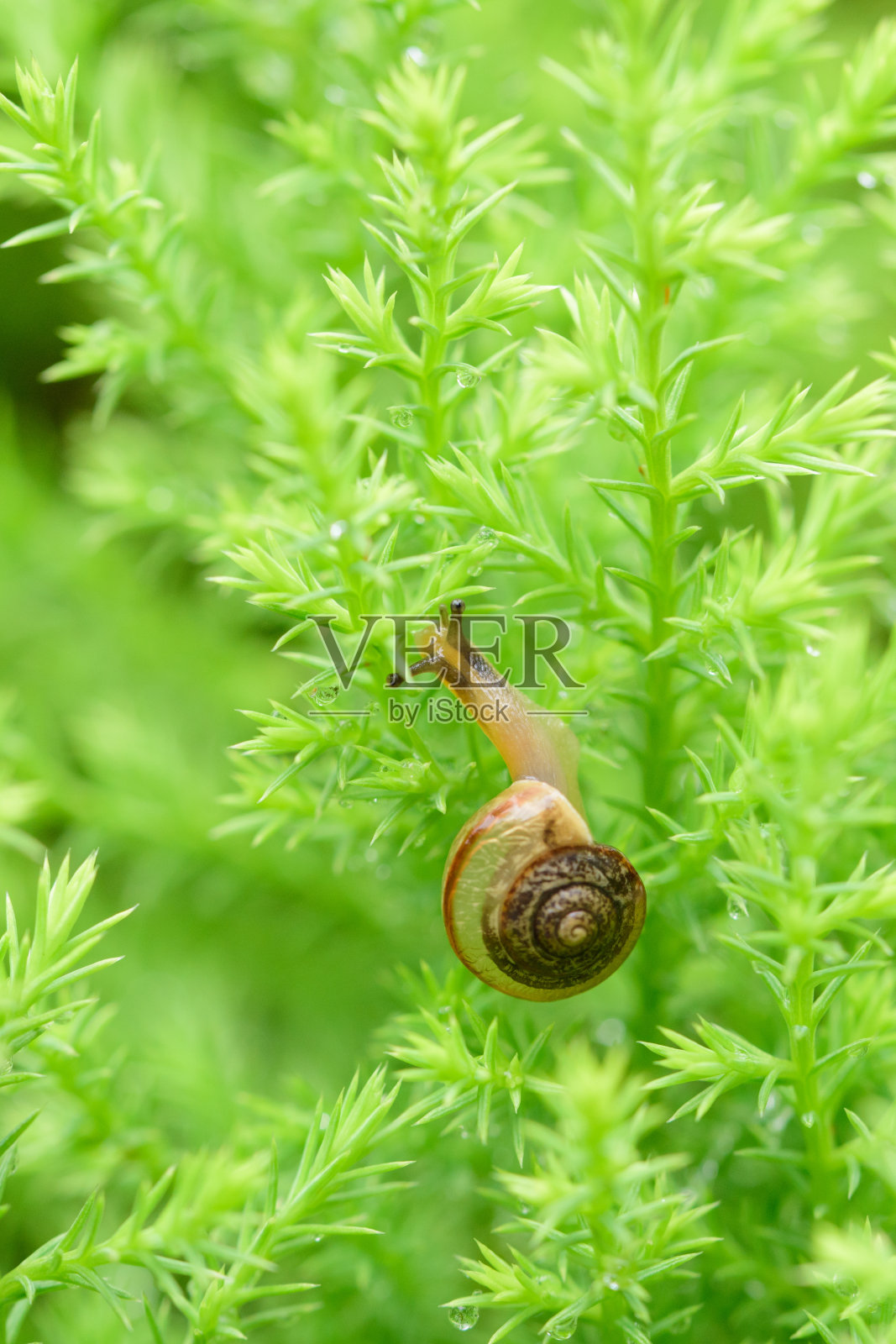雨后绿叶上的蜗牛带着雨滴照片摄影图片
