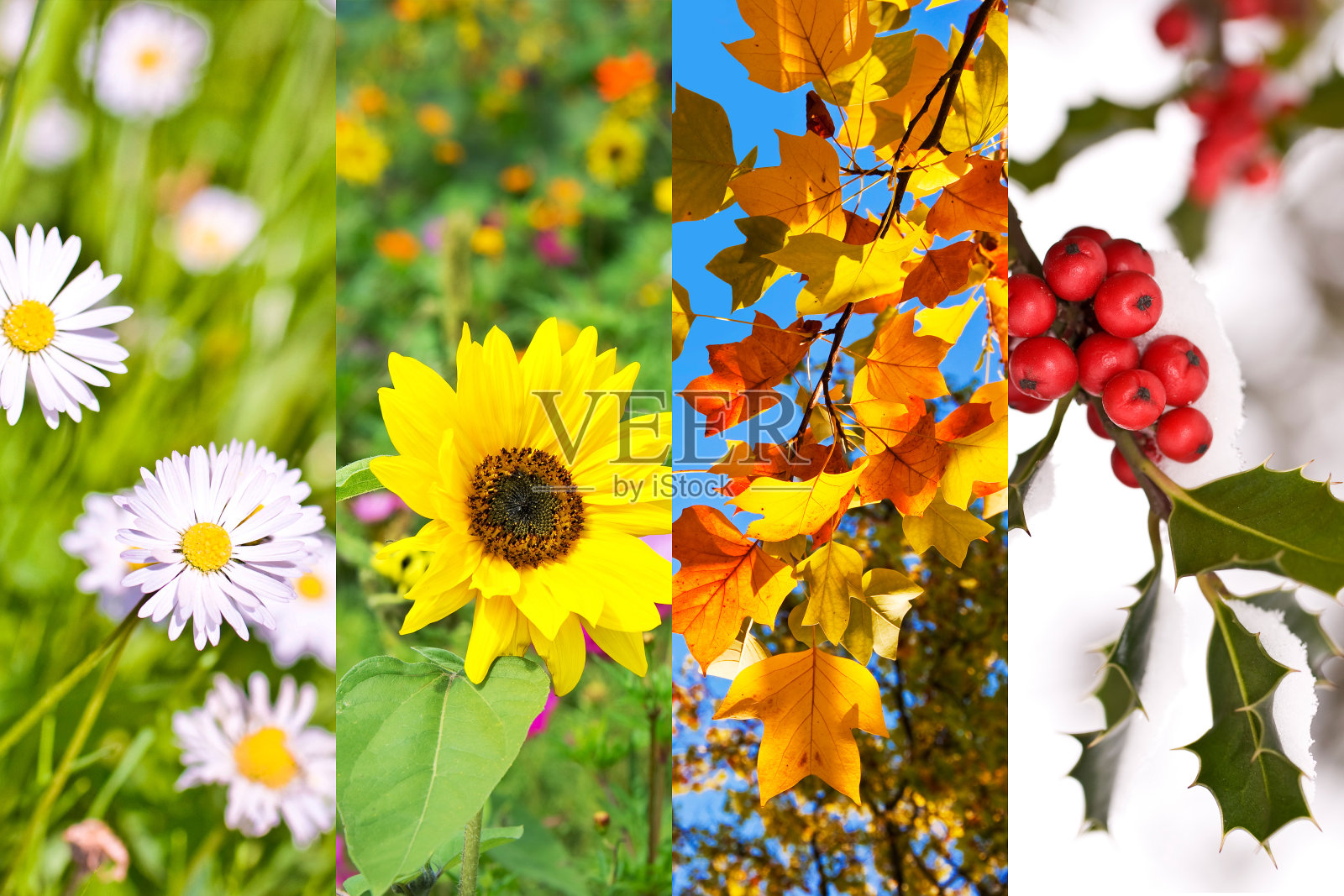 植物和花在春、夏、秋、冬，照片拼贴，四季概念照片摄影图片