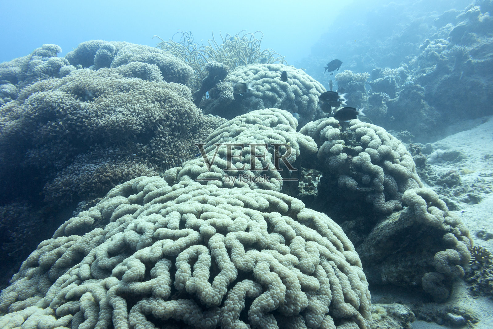 在热带海洋深处的大葡萄珊瑚，在水下照片摄影图片