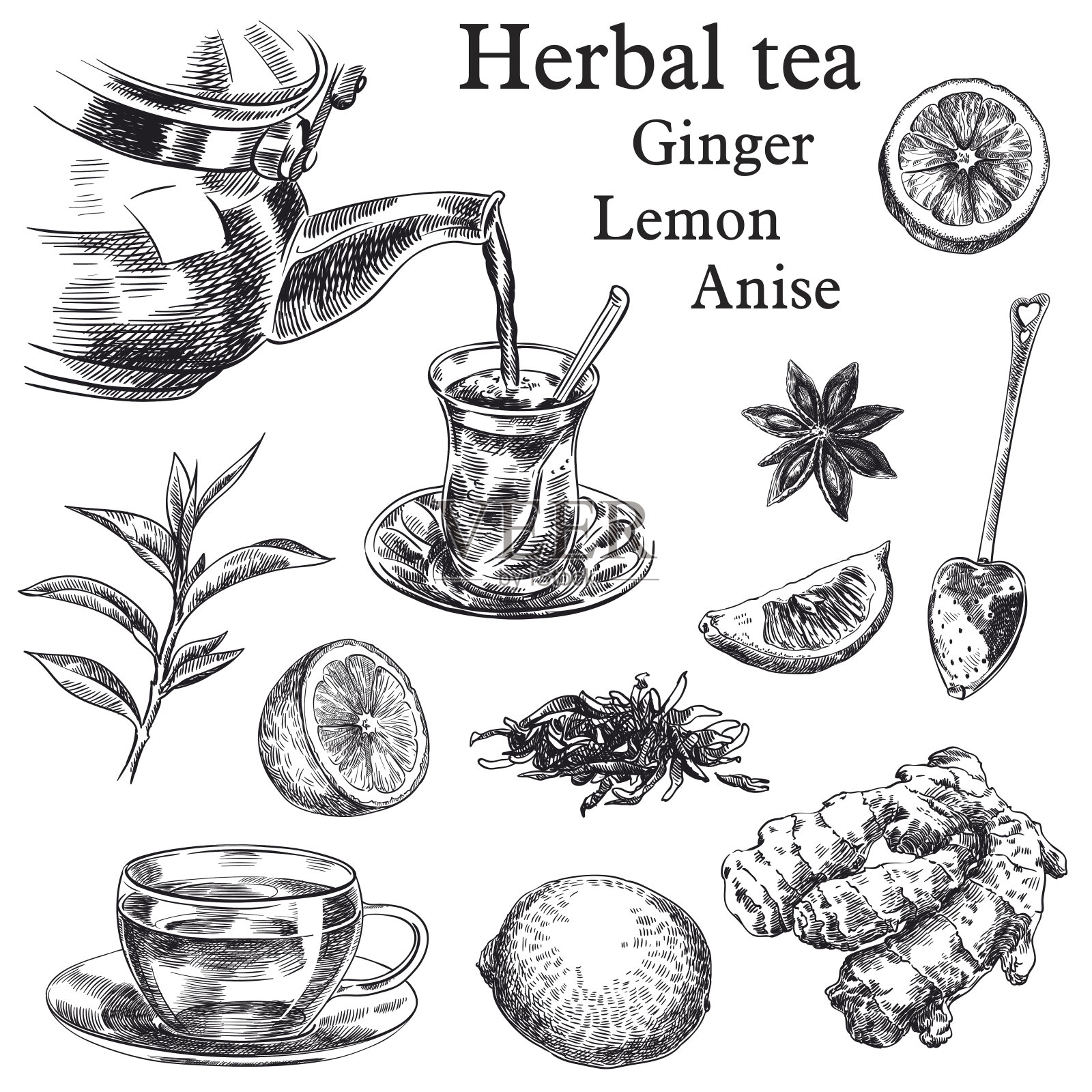 天然茶叶，柠檬，生姜和八角插画图片素材
