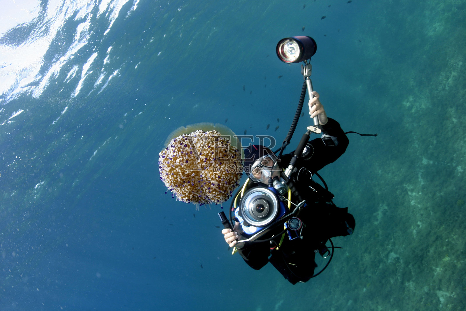 jellyfish和scubadiver照片摄影图片