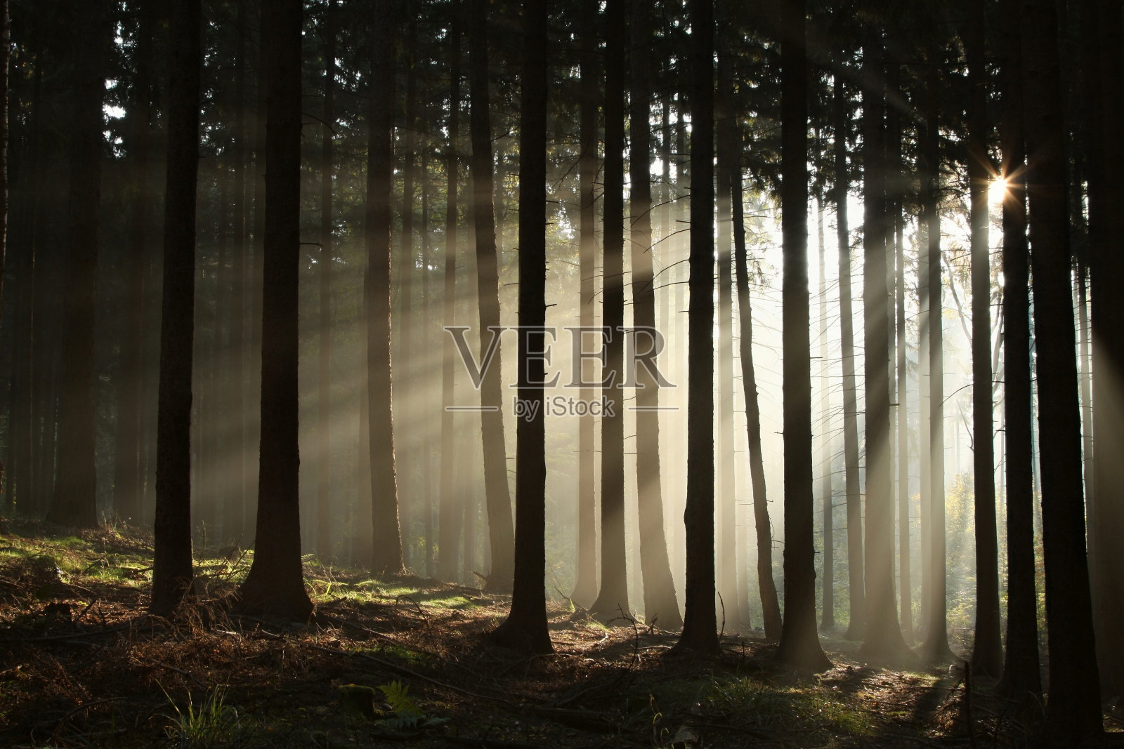黎明时雾蒙蒙的针叶林照片摄影图片