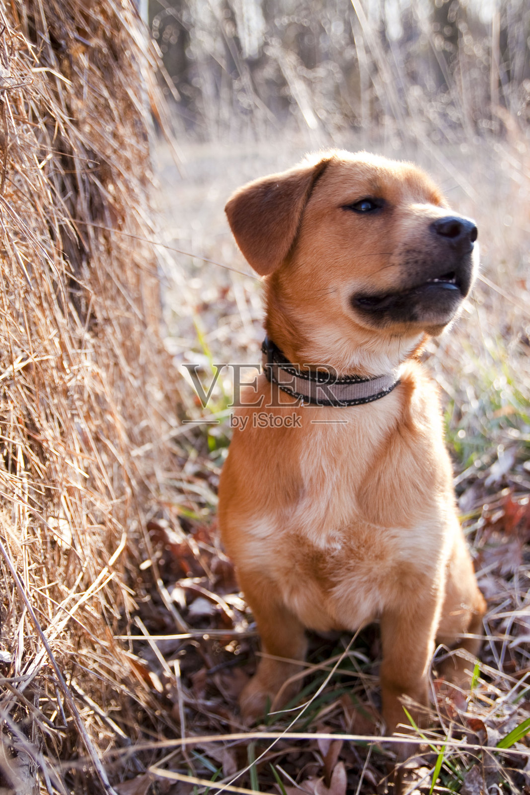 干草地里的小狗照片摄影图片