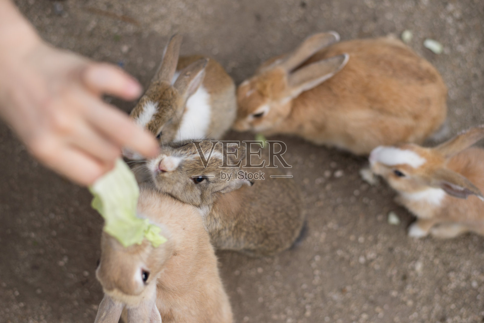 兔子成群觅食照片摄影图片