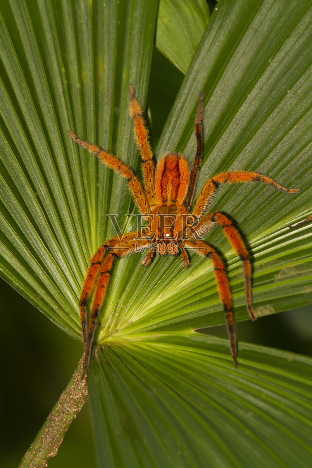 巨型蜘蛛蜘蛛照片摄影图片