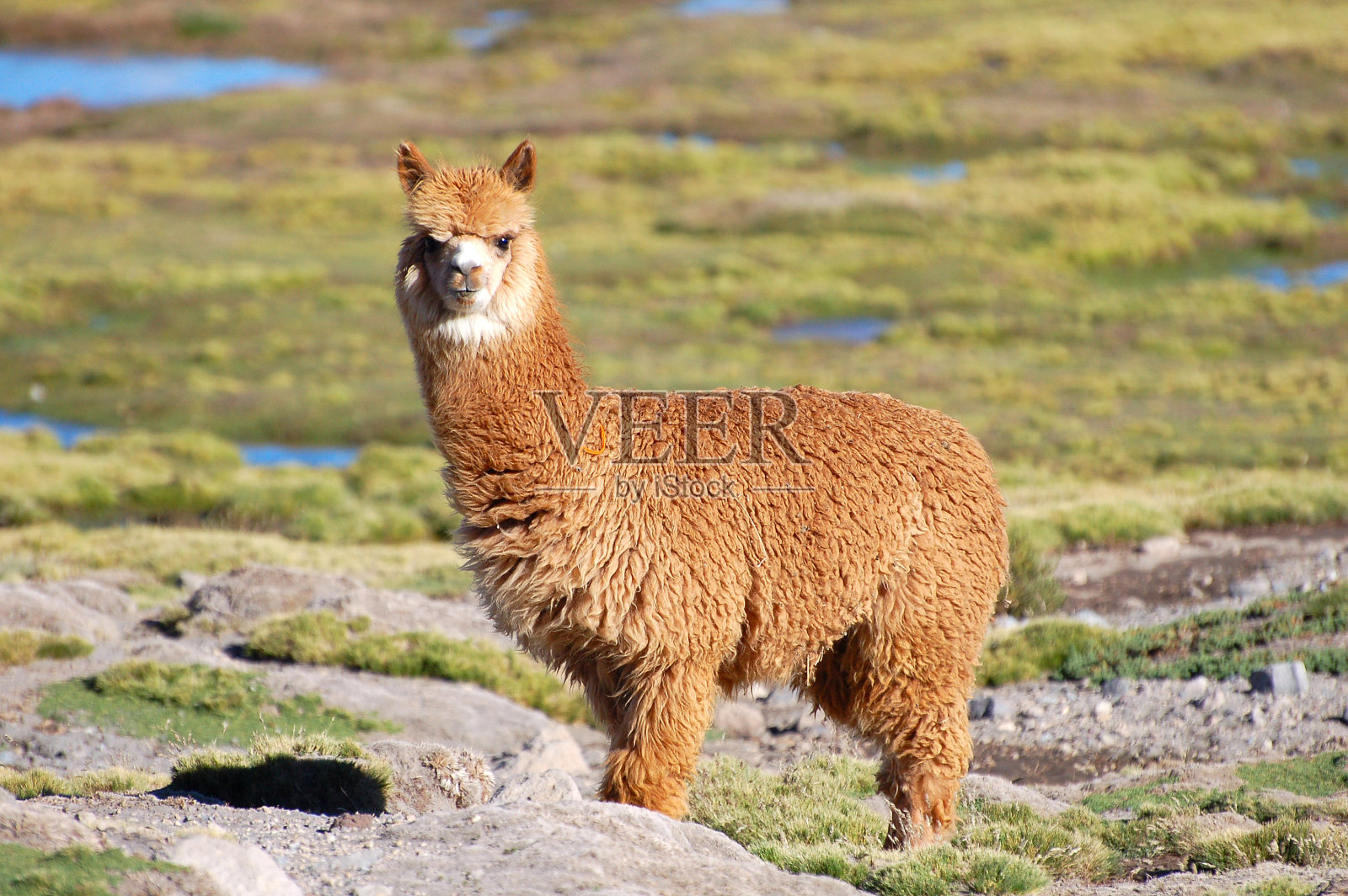 镜头中，智利安第斯山脉的羊驼照片摄影图片