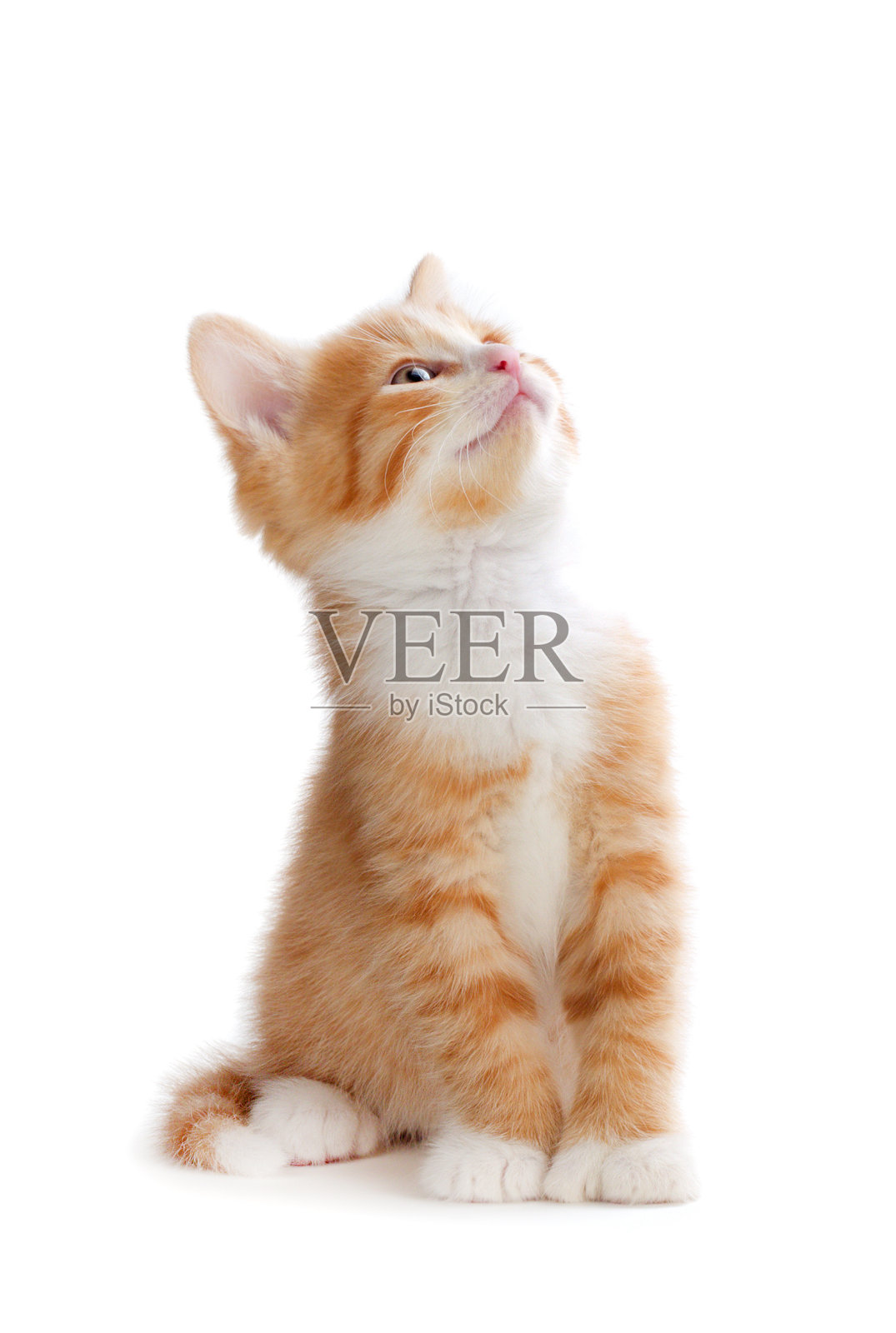 一只可爱的橙色小猫抬头看着白色的背景照片摄影图片
