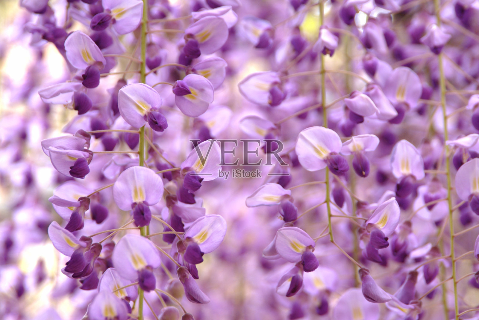 紫藤的花朵照片摄影图片