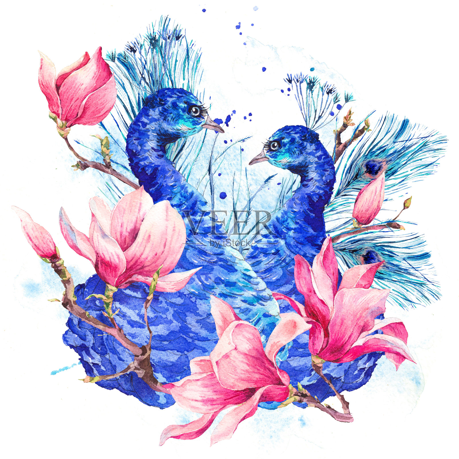 水彩孔雀与花木兰插画图片素材