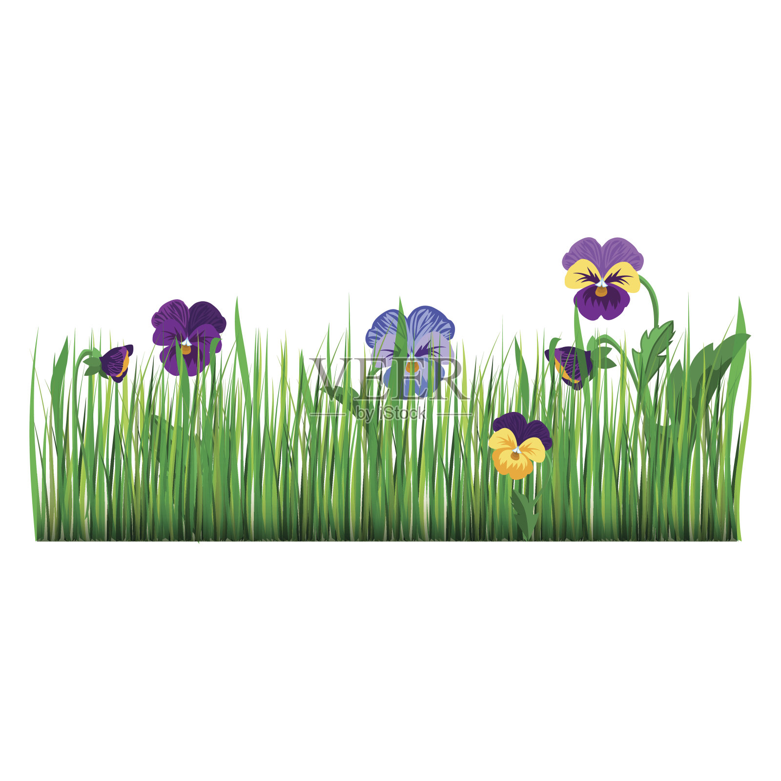 三色堇花紫罗兰开花花园植物矢量插图。插画图片素材