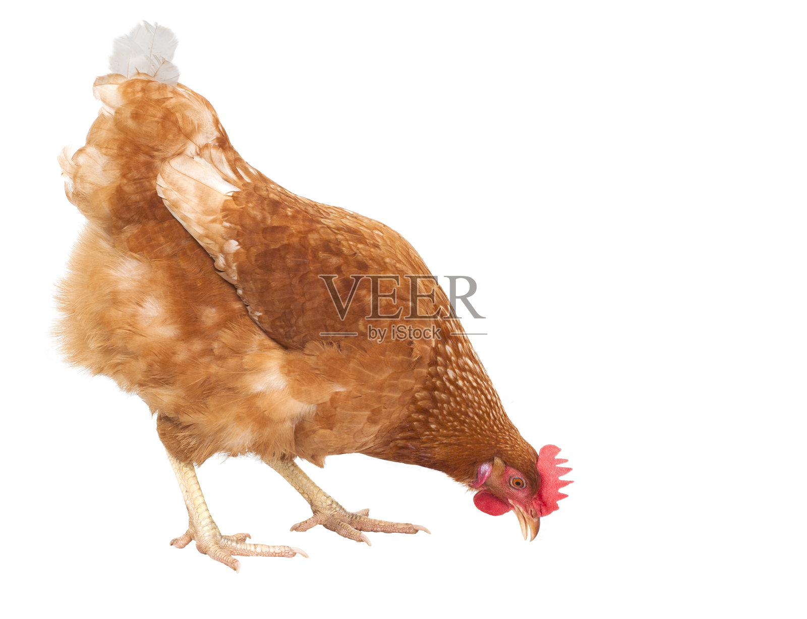 鸡的全身性特写母鸡吃的食物隔离白色背景为家畜和农场动物的主题照片摄影图片