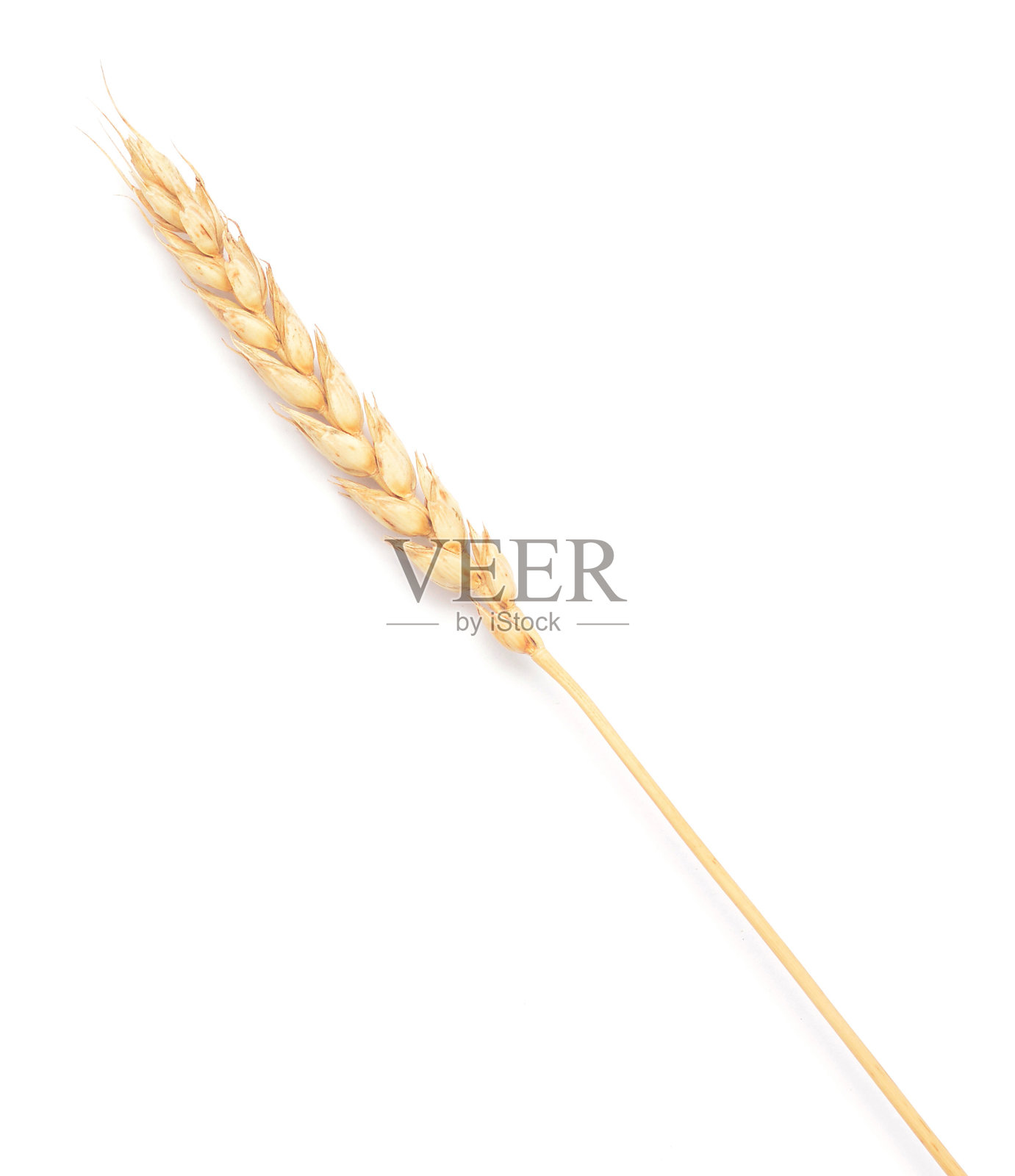 小麦的耳朵照片摄影图片
