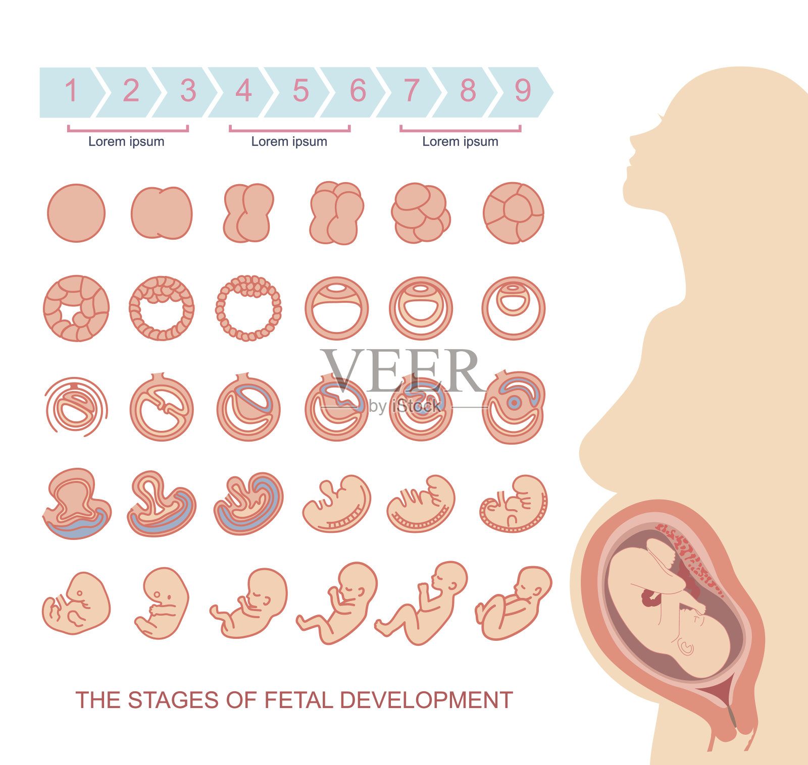 胎儿发育阶段插画图片素材