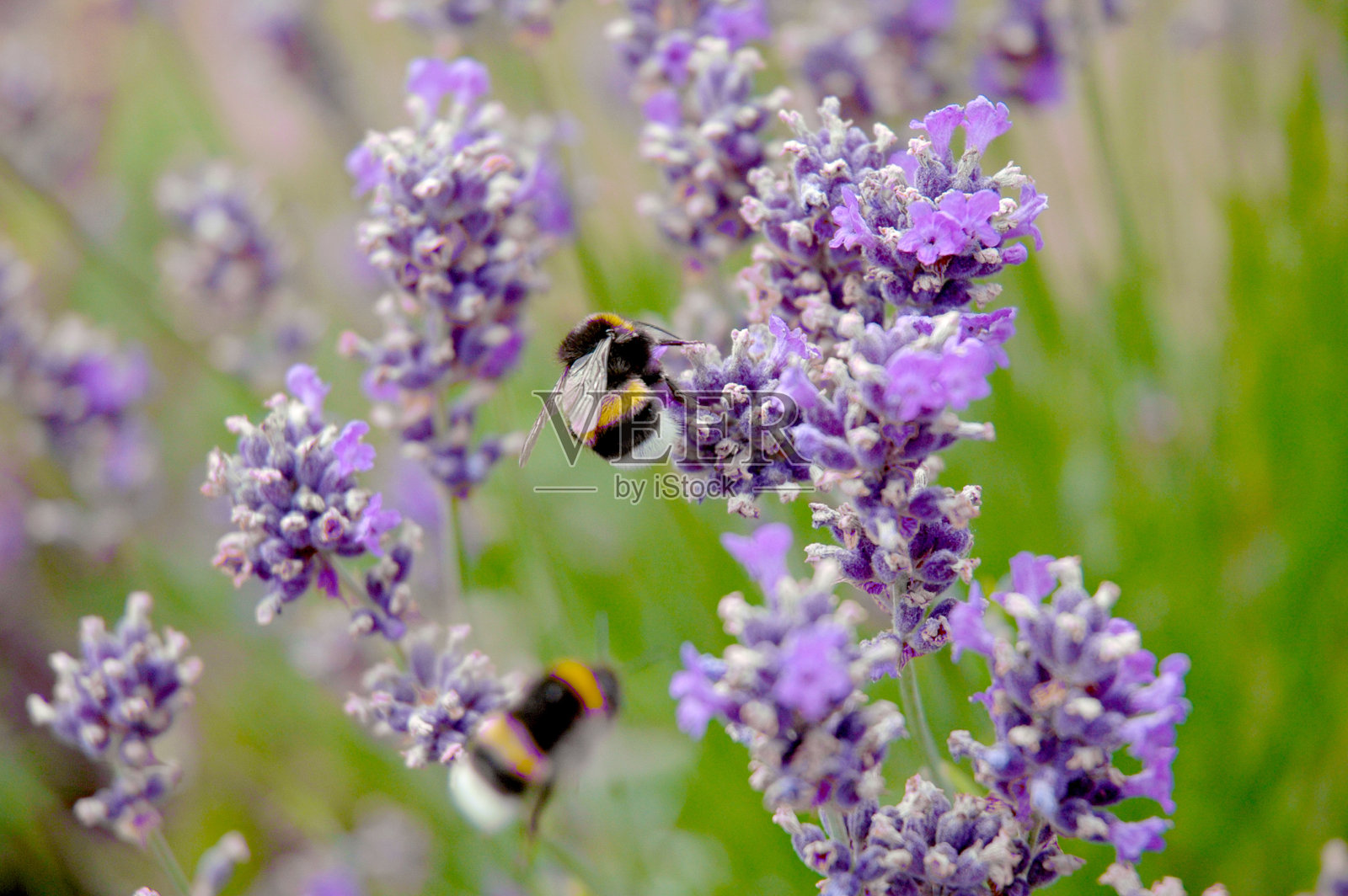 大黄蜂飞着，给匍匐的百里香花授粉照片摄影图片