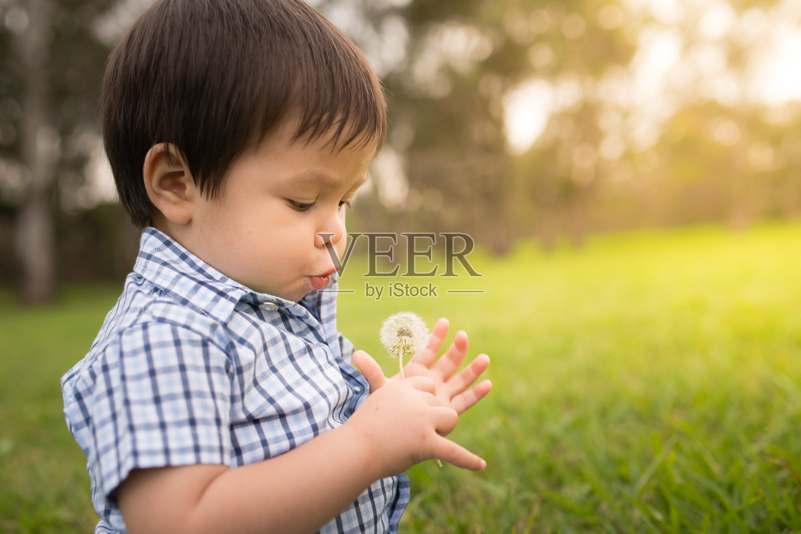 1岁的小男孩在公园里摘蒲公英照片摄影图片