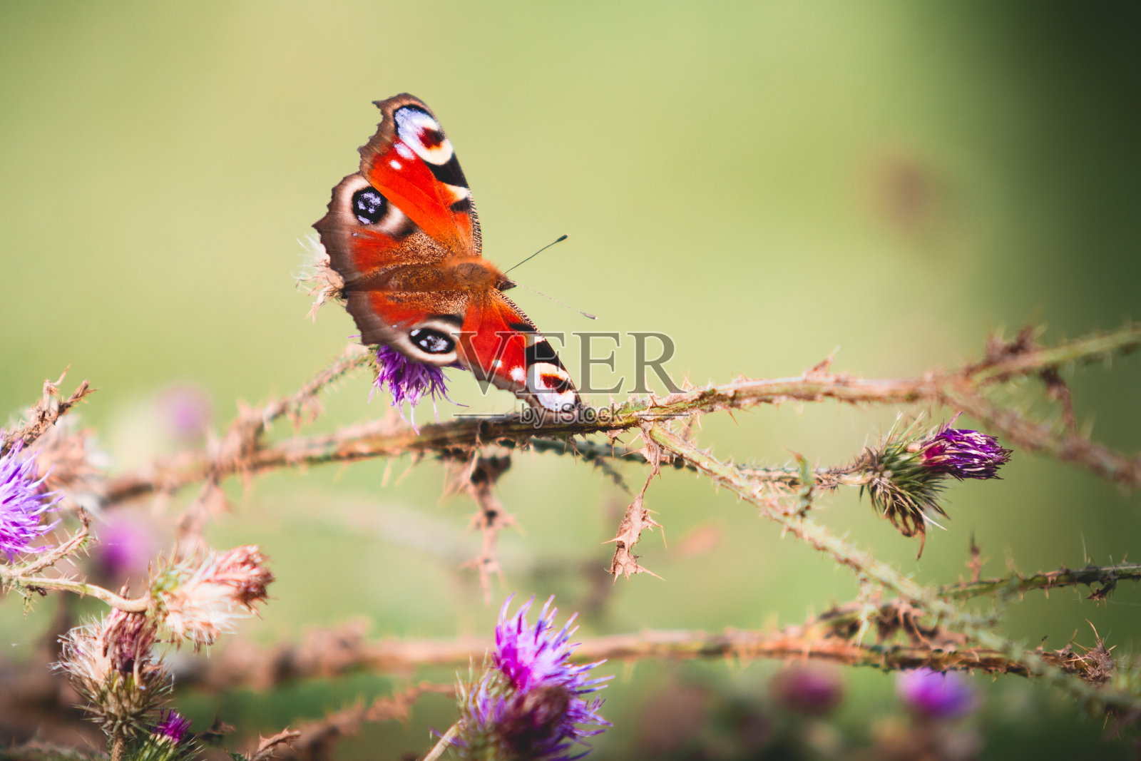 孔雀蝴蝶在紫罗兰花上照片摄影图片