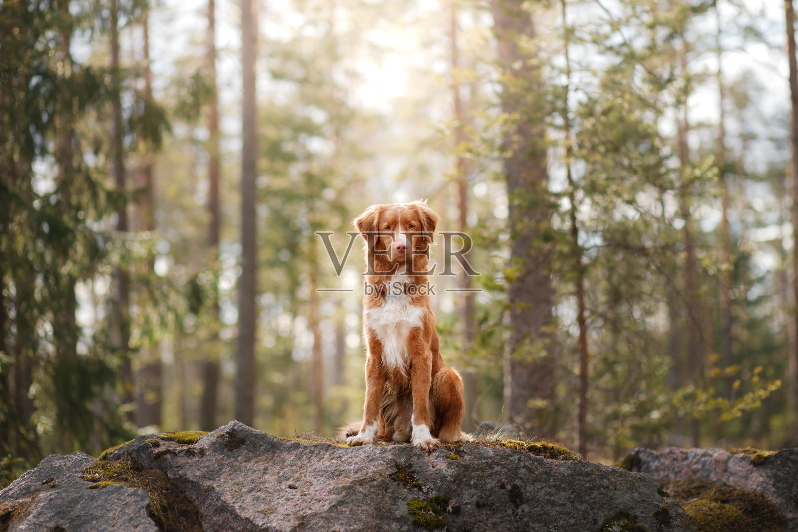 新斯科舍省一个阳光明媚的森林里的鸣叫猎犬照片摄影图片