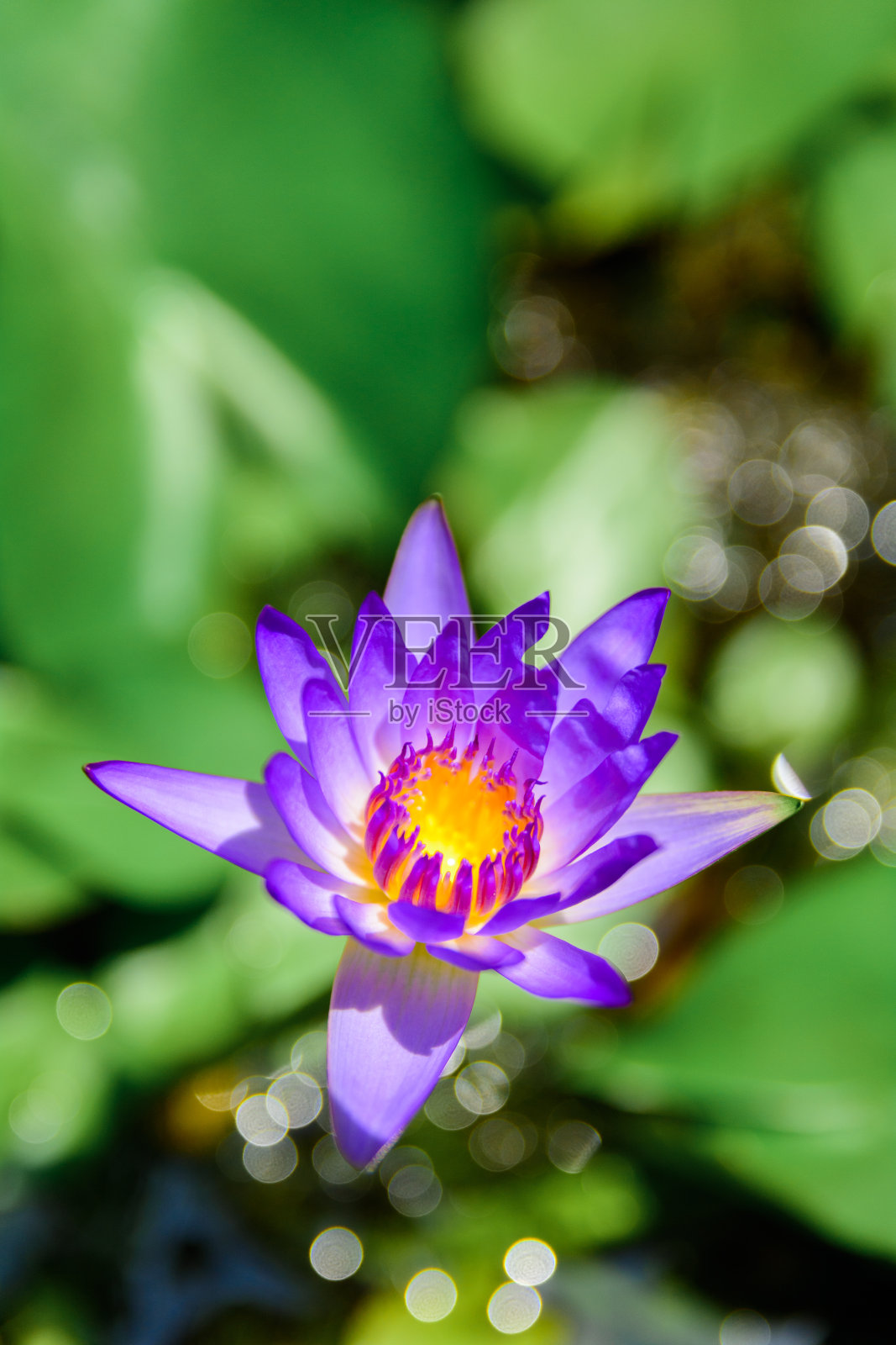 Lotus泰国照片摄影图片