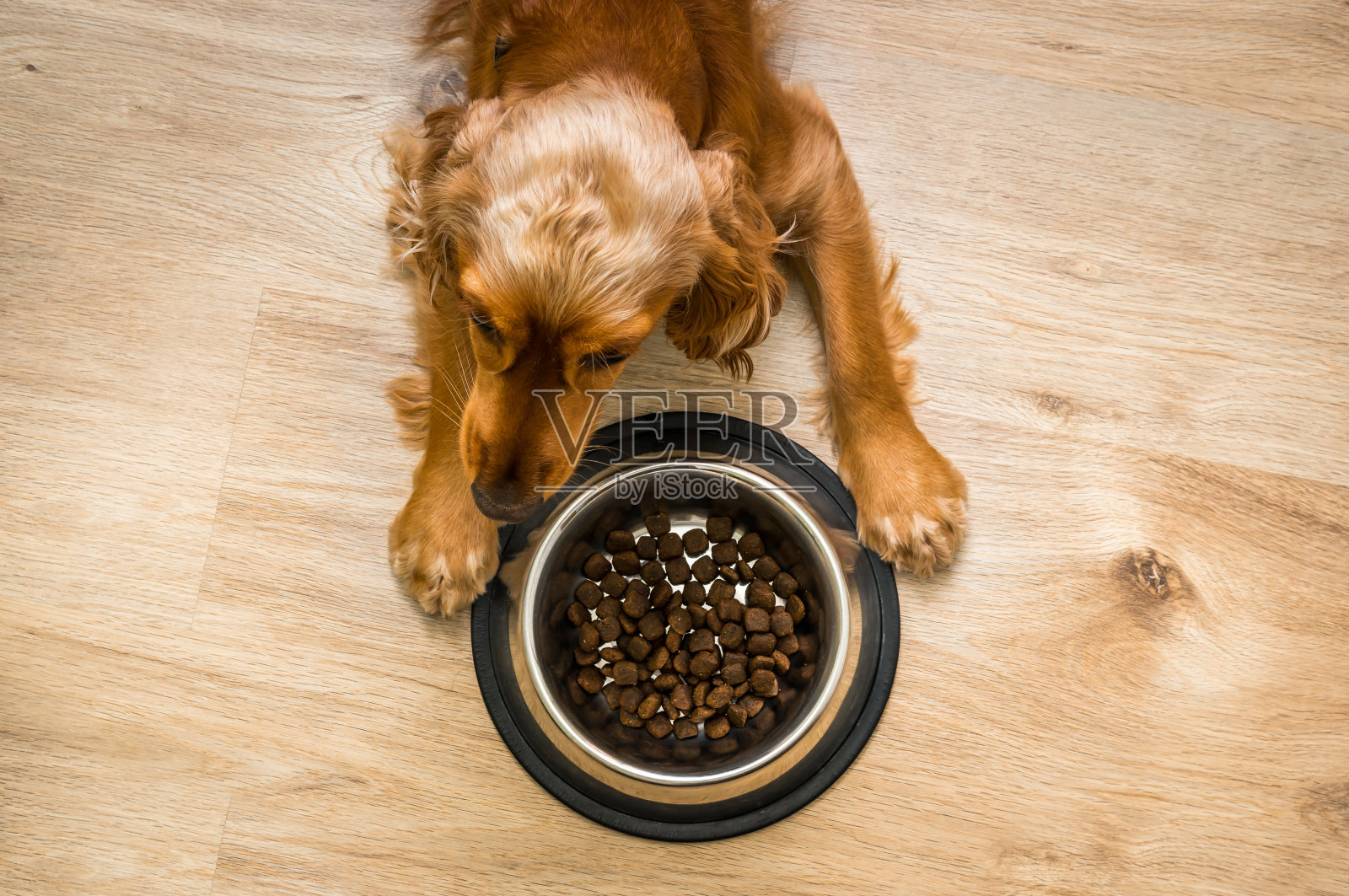 饥饿的可卡犬和一碗颗粒照片摄影图片