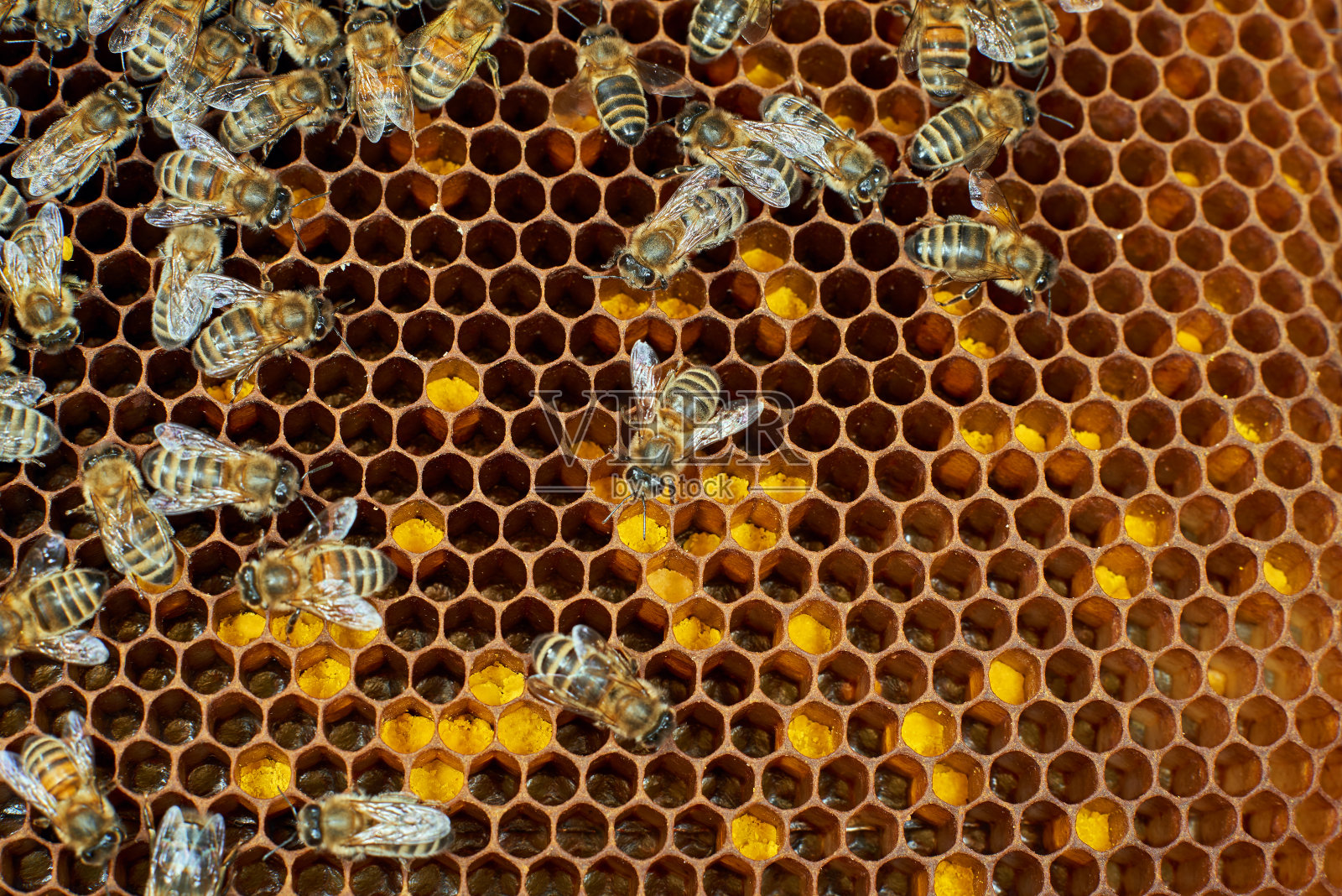 蜂花粉储存在梳子里照片摄影图片