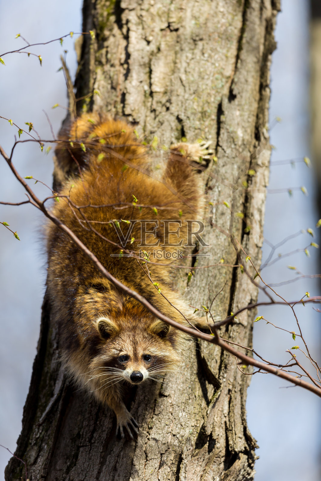 皮毛淡红色的浣熊品种。照片摄影图片