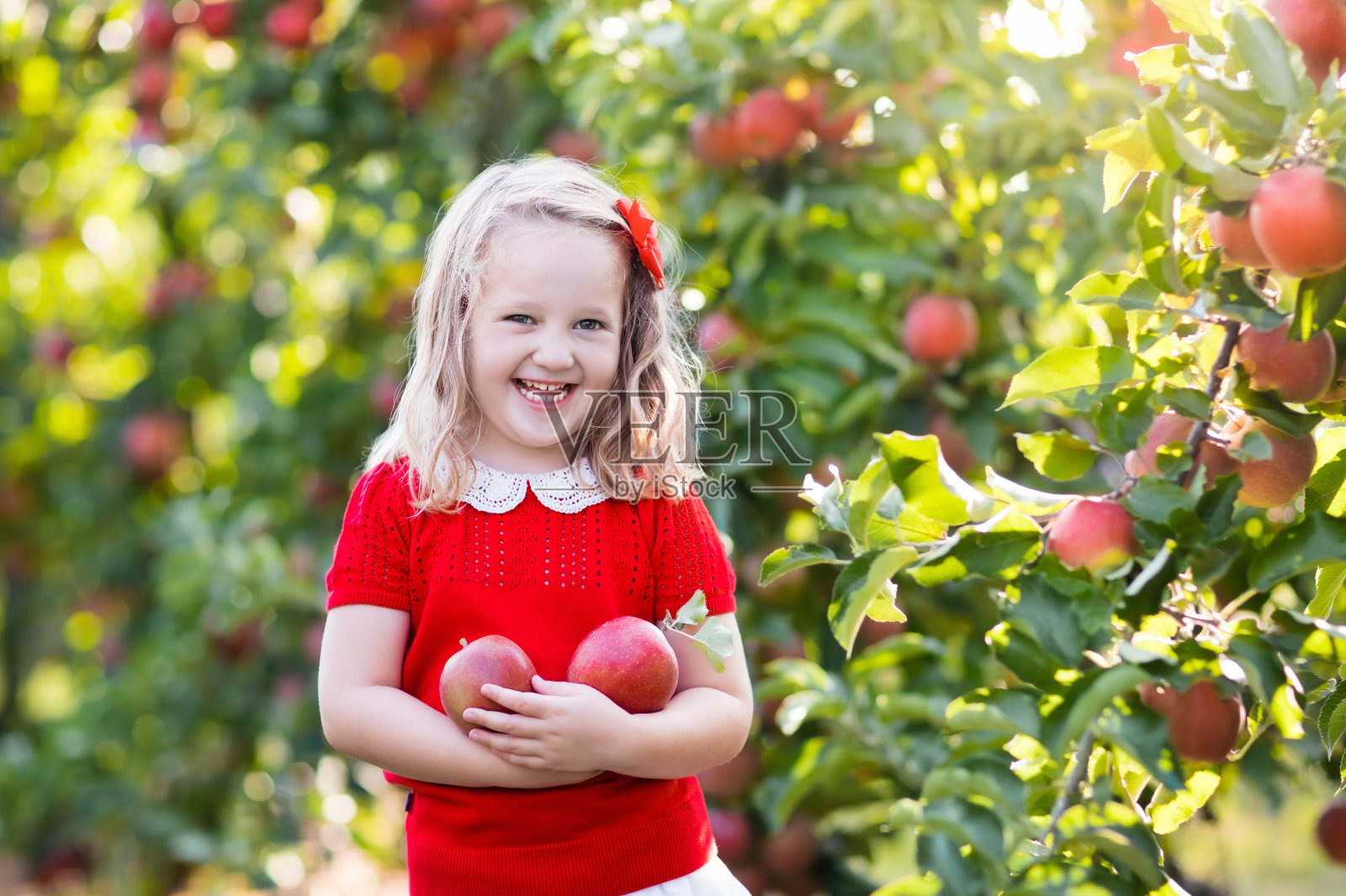 小女孩在果园摘苹果照片摄影图片